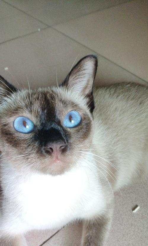 猫咪黑色鼻子和嘴唇的背后原因与保养方法（探究猫咪黑色鼻子和嘴唇的成因）