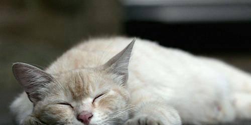 猫咪鼻涕的原因及应对方法（宠物的鼻涕问题如何正确处理）