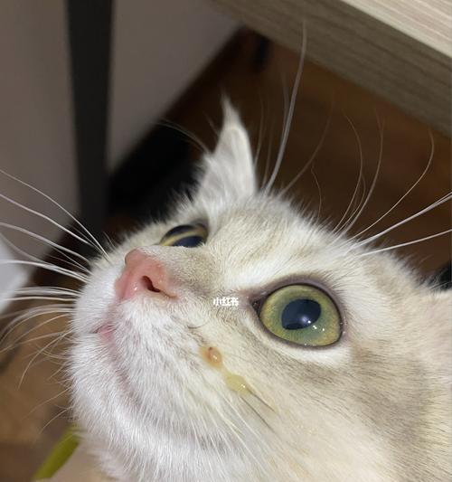 猫咪鼻子为什么会变红（揭秘猫咪鼻子变红的原因和注意事项）