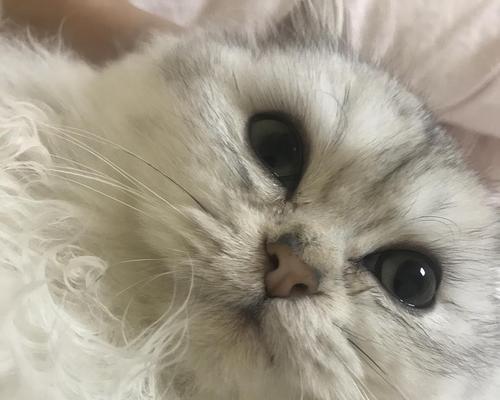 猫咪鼻子呼呼之秘密解析（探秘猫咪的呼吸系统）