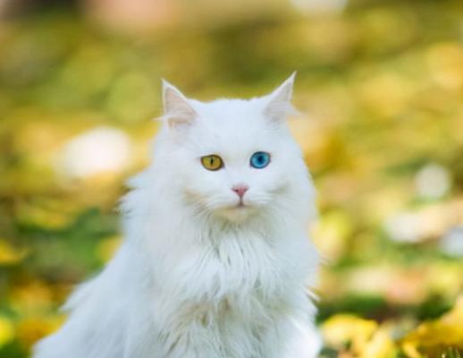 揭秘猫咪鼻子老是出汗的原因（探究宠物猫咪鼻子老是出汗的现象及对其健康的影响）