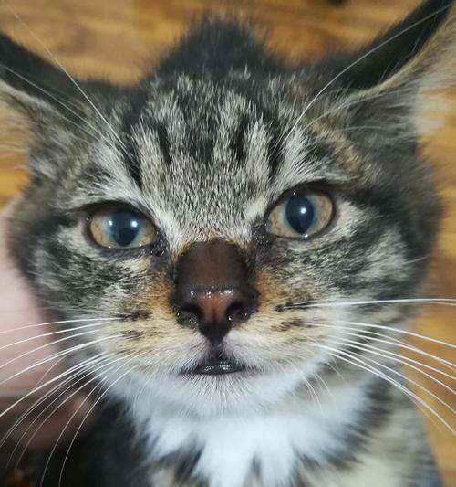 揭秘猫咪鼻子里为何老是湿润（探究猫咪鼻涕的成因及其对健康的影响）