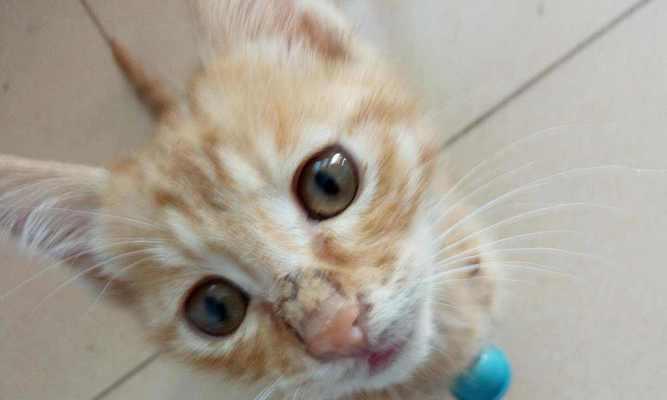猫咪鼻子两侧红肿渗血（宠物饲主必知）