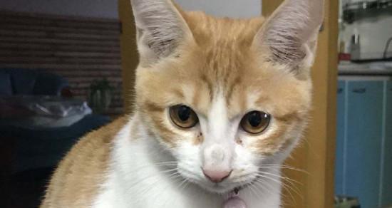 猫咪鼻子流血咳嗽，怎么办（家养宠物的健康需重视）