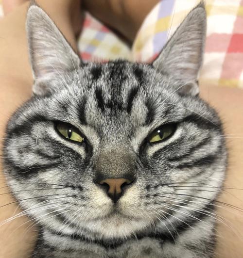 猫咪鼻子流血咳嗽，怎么办（家养宠物的健康需重视）