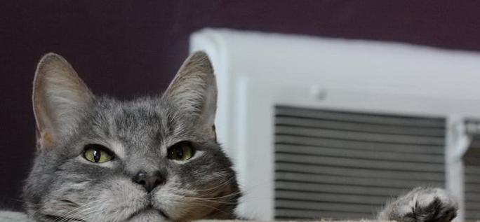 猫咪鼻子塞有什么偏方（探讨宠物鼻塞的原因和有效的治疗方法）