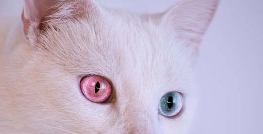 猫咪鼻子塞有什么偏方（探讨宠物鼻塞的原因和有效的治疗方法）