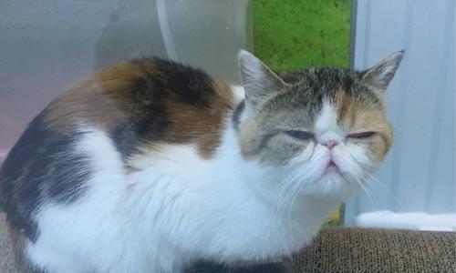 猫咪鼻子变色，不同颜色代表不同健康状况（宠物主人必知的猫鼻变色的健康解读）