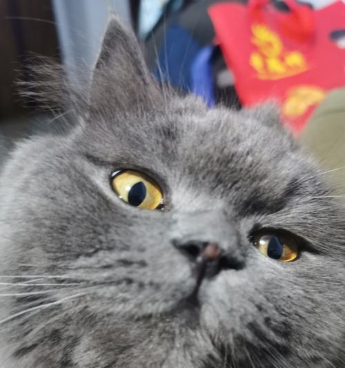 揭秘猫咪鼻子黑黑的奥秘（探究猫咪鼻子上黑色素的形成与作用）