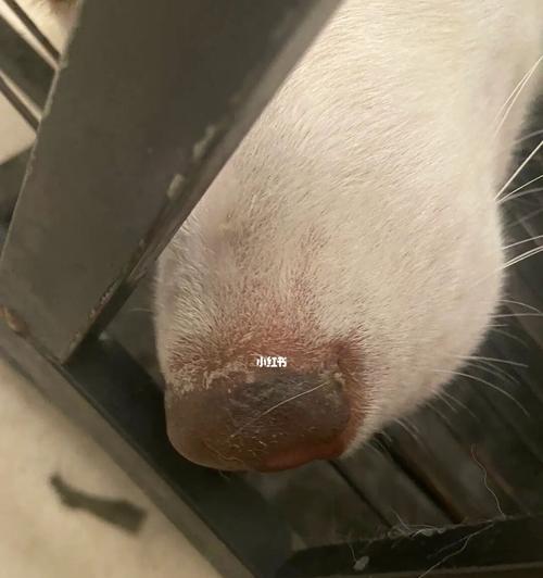 猫咪鼻子上脱皮的原因、症状和治疗方法