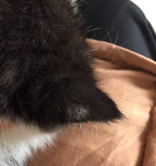 揭秘猫咪鼻子上的黑点（探究宠物鼻子的奥秘）