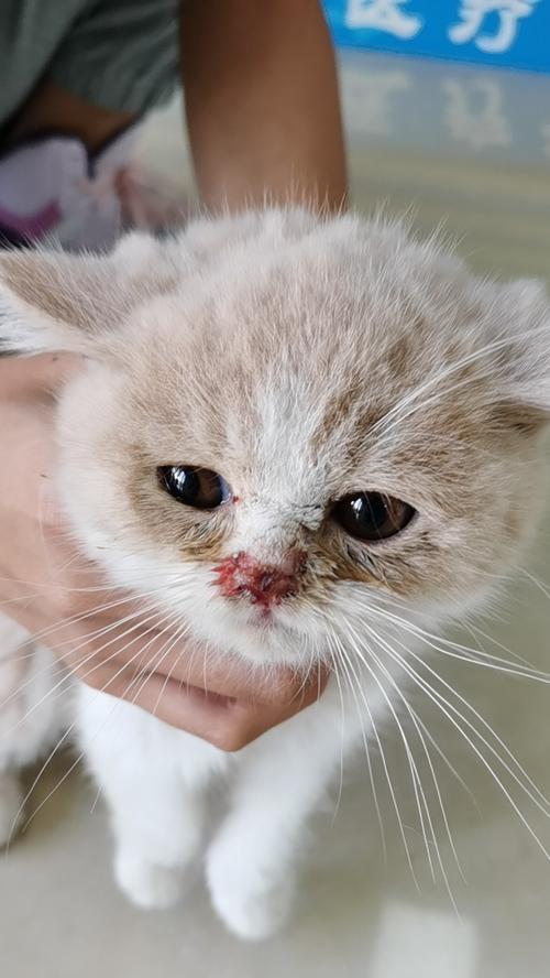 揭秘猫咪鼻子上的黑点（探究宠物鼻子的奥秘）