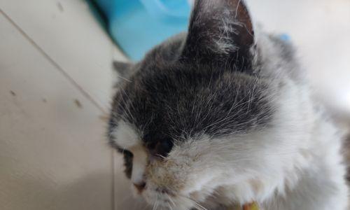猫咪鼻子歪了会对宠物造成什么影响（探究猫咪鼻子歪了的原因及对健康的影响）