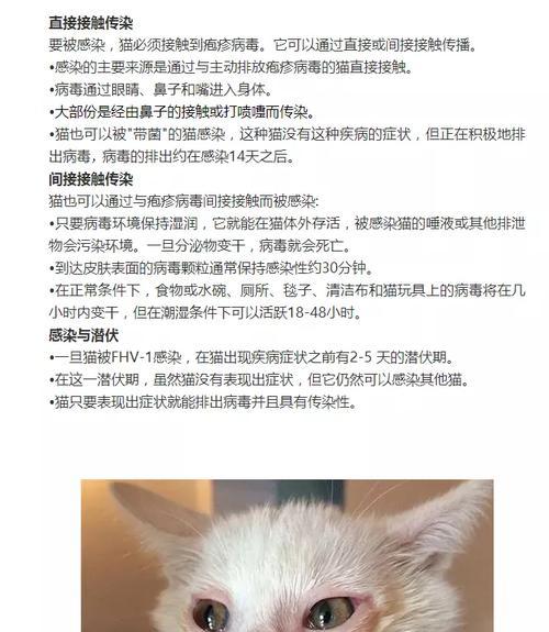 猫咪鼻涕过多的原因及治疗方法（解决猫咪鼻涕过多的小窍门）