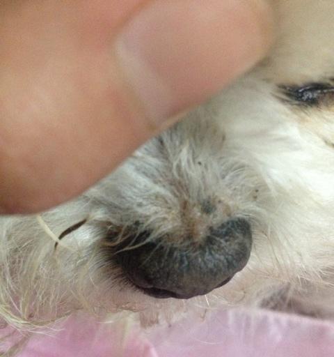 猫咪鼻子的神秘洞穴（探秘猫咪鼻子内部结构）