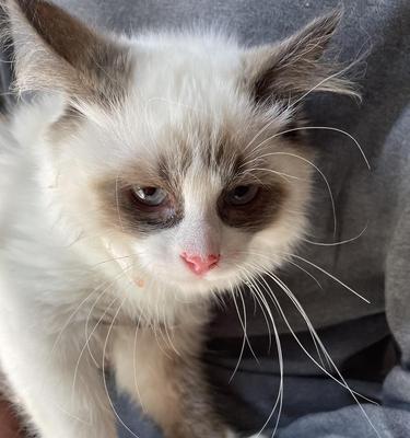 猫咪鼻子肿得厉害怎么办（探寻猫咪鼻子肿胀的原因及治疗方法）