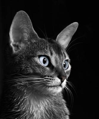 猫咪鼻子肿了黑色的原因和治疗方法（宠物爱护必知）