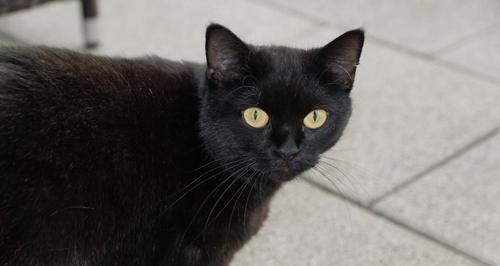 猫咪鼻子肿了黑色的原因和治疗方法（宠物爱护必知）