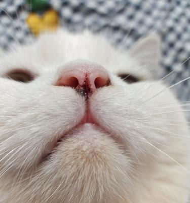 主题：猫咪鼻子嘴唇暗红发紫——宠物的健康大警报