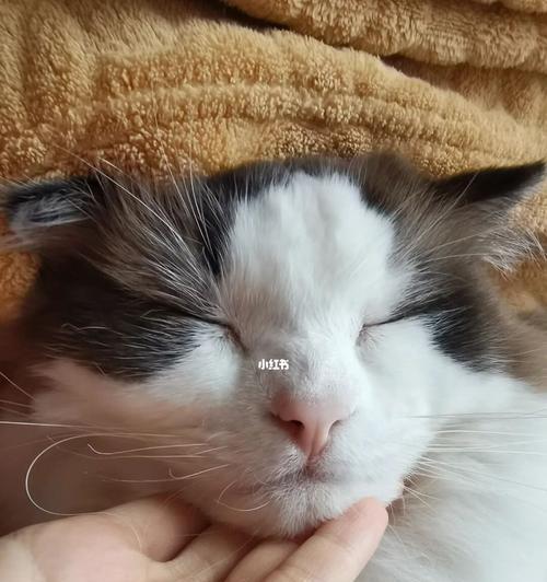 宠物猫闭上眼睛，做梦的奥妙（科学揭秘猫咪睡眠中的神秘世界）