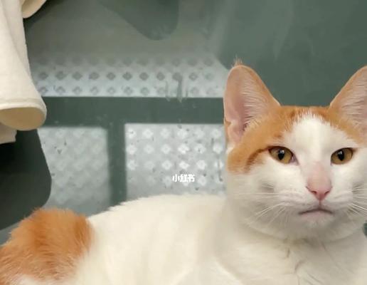 让宠物猫安静下来的秘诀（以猫咪闭嘴为主）