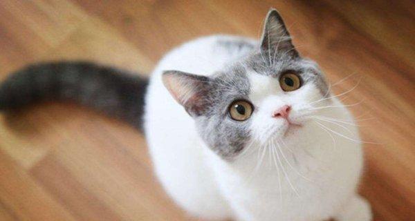 猫咪的吃相和叫声暴露了它们的性格特点（以猫咪边吃边叫为例）