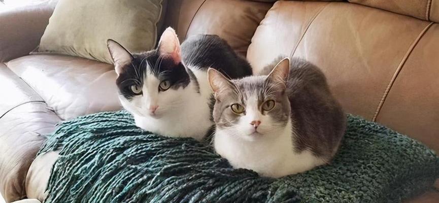 猫咪的吃相和叫声暴露了它们的性格特点（以猫咪边吃边叫为例）