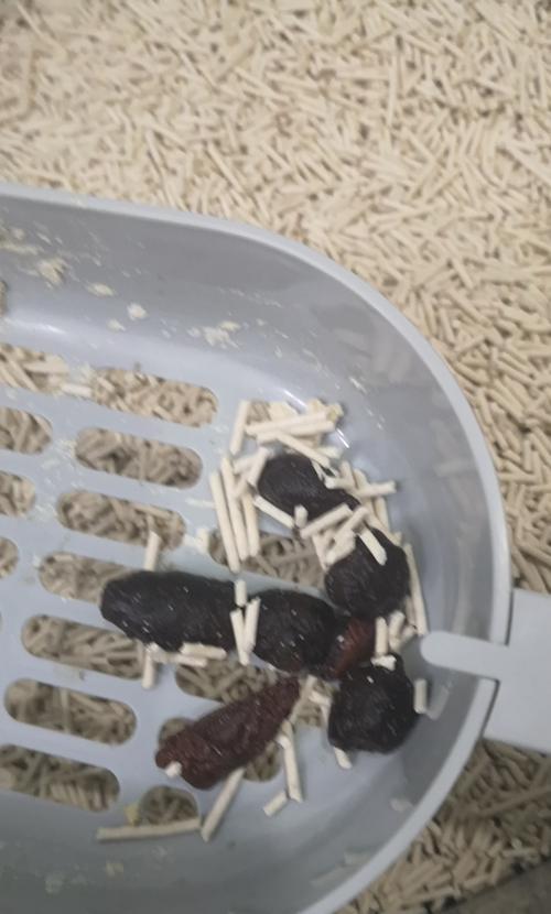 了解你的猫咪，保护它的健康（了解你的猫咪）
