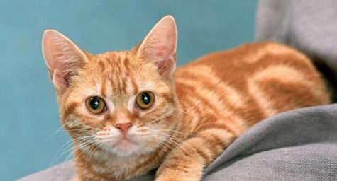 猫咪便秘怎么办（以宠物为主）