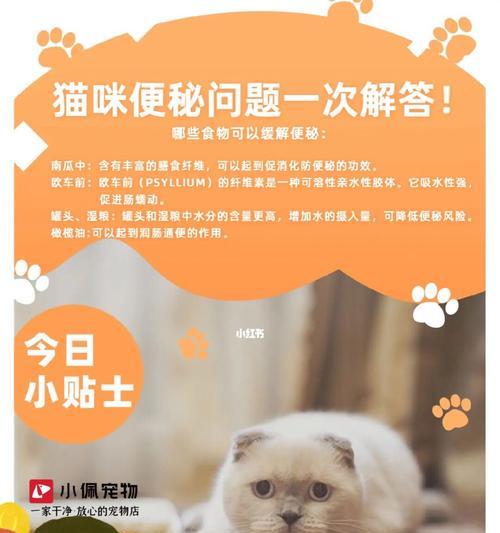 猫咪便秘怎么办（以宠物为主）