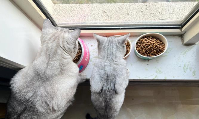 宠物猫咪便秘是否就是腹水（探究猫咪排便问题）