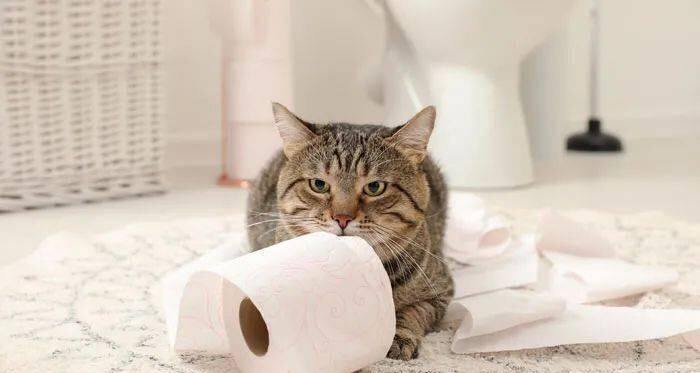 宠物猫咪便秘是否就是腹水（探究猫咪排便问题）