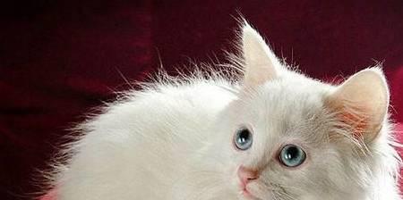 宠物猫咪便秘是否就是腹水（探究猫咪排便问题）