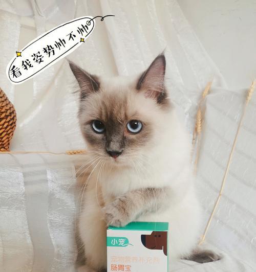 猫咪便秘应该吃什么（为你的爱猫提供正确的饮食建议）