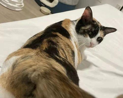 猫咪便稀但精神很好，如何处理（宠物医生教你诊断和处理猫咪便稀问题）