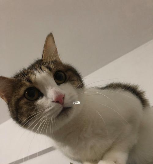 宠物猫咪易变暴躁的原因（探讨猫咪发脾气的根源）