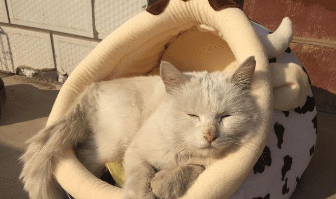 宠物猫咪易变暴躁的原因（探讨猫咪发脾气的根源）