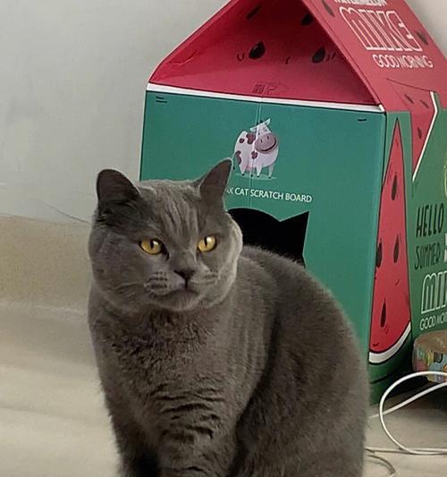 宠物猫咪易变暴躁的原因（探讨猫咪发脾气的根源）