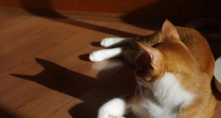 宠物猫抑郁症怎么办（如何帮助猫咪摆脱抑郁）
