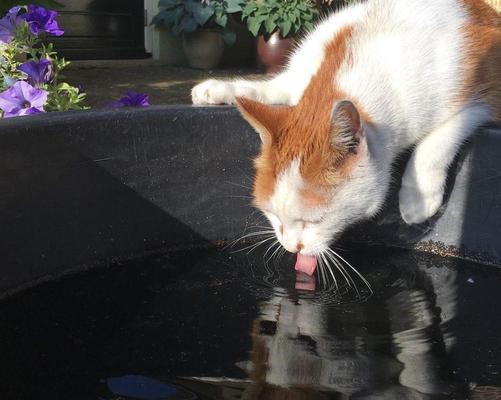 猫咪不爱喝水（小贴士帮助你让宠物猫爱上喝水）