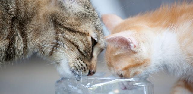 猫咪不爱喝水（小贴士帮助你让宠物猫爱上喝水）