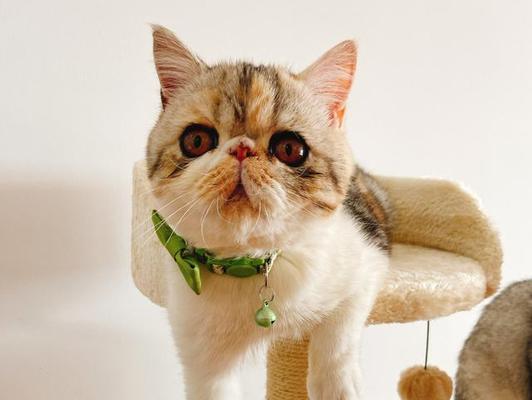 揭秘猫咪变声期的原因（从生理到心理）