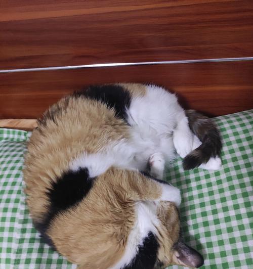 猫咪能憋多久大便（猫咪的身体语言揭秘、宠物主人需知的重要性和防范便秘的方法）