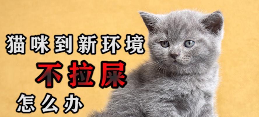 猫咪能憋多久大便（猫咪的身体语言揭秘、宠物主人需知的重要性和防范便秘的方法）