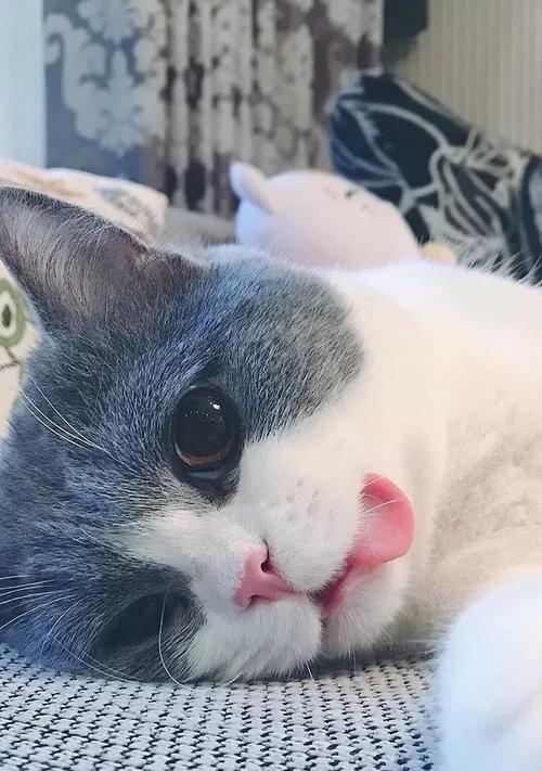 如何正确抱猫咪（猫咪脖子不能侧着）