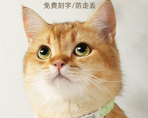 如何识别猫咪脖子发炎（掌握这些症状）