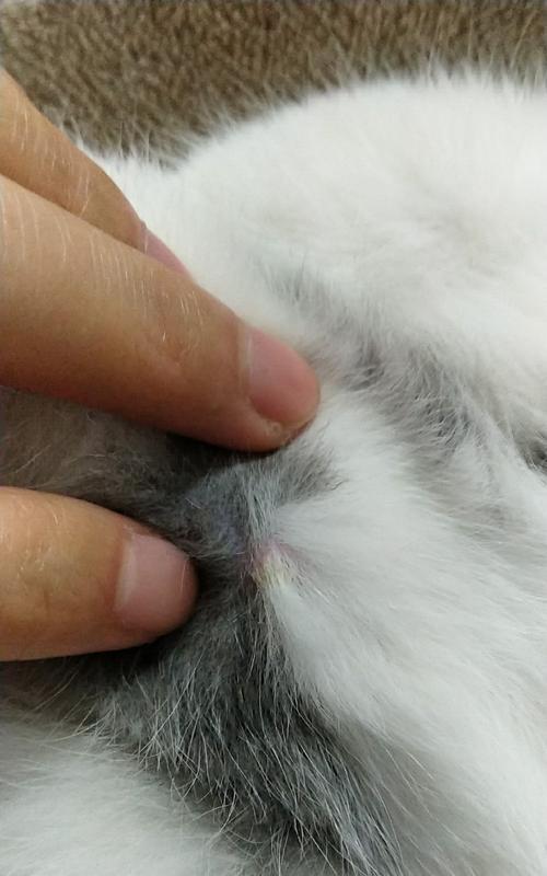 宠物猫咪脖子后面的疙瘩——该如何处理（如何识别猫咪脖子后面的疙瘩及如何正确处理）