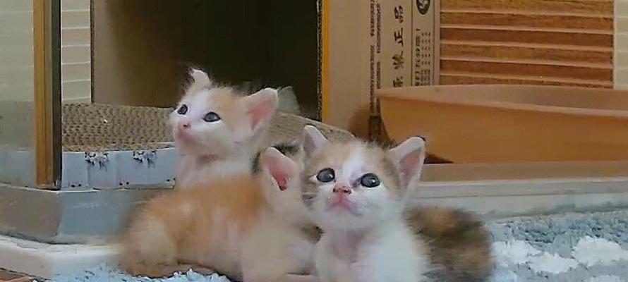 猫咪哺乳期的驱虫注意事项（哺乳期猫咪的驱虫时间）