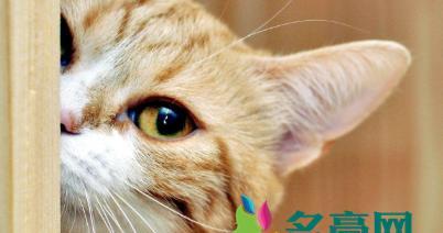 猫咪哺乳期的驱虫注意事项（哺乳期猫咪的驱虫时间）