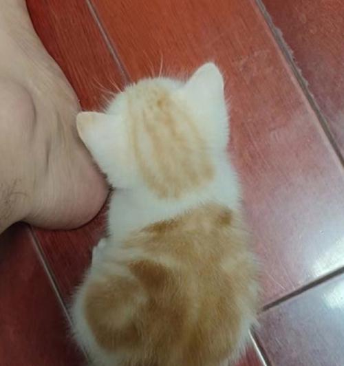 哺乳期的母猫为什么毛发变浅（哺乳期母猫毛发变浅的原因和处理方法）